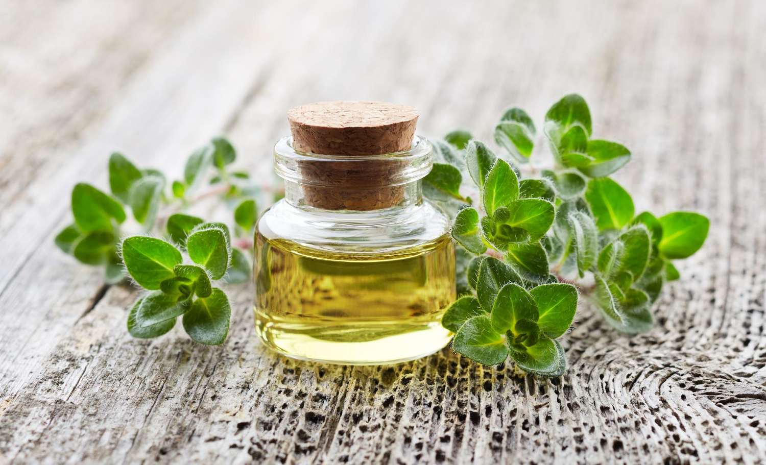 A small glass bottle with cork containing yellow oil, surrounded by fresh green oregano leaves, sits on a rustic wooden surface.