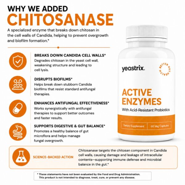 Active Enzymes Chitosanase (1200 x 1200 px) Active Enzymes Chitosanase (1200 x 1200 px)
