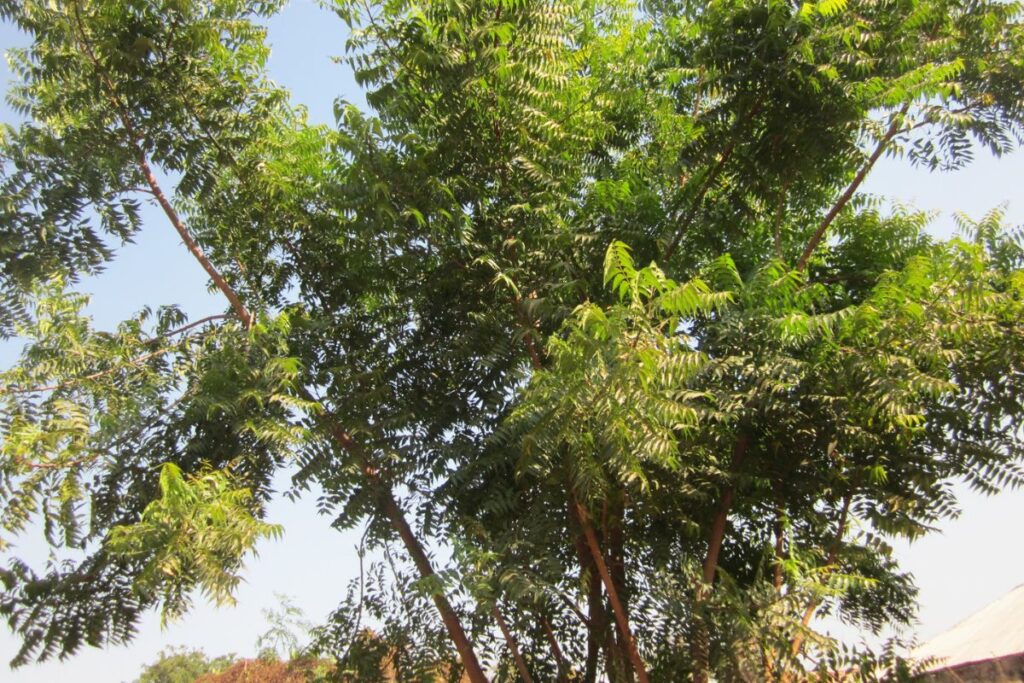 Tall tree with lush green foliage against a clear blue sky.