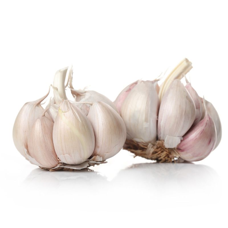 Two garlic bulbs with light purple skins against a white background.