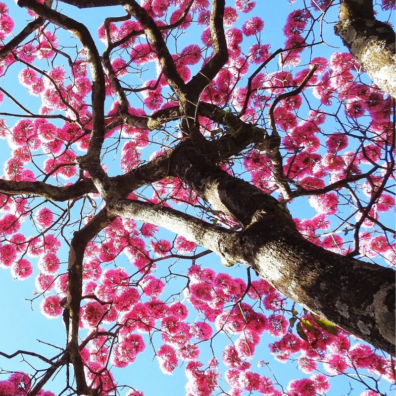 Looking up at tree branches covered in bright pink blossoms against a clear blue sky.