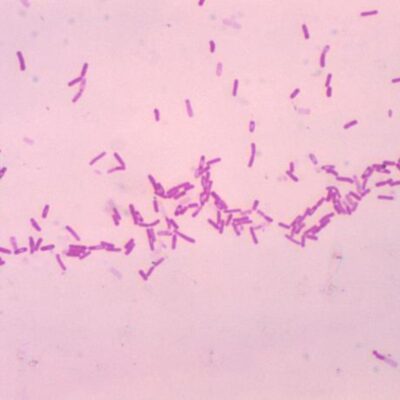 bacillus coagulans