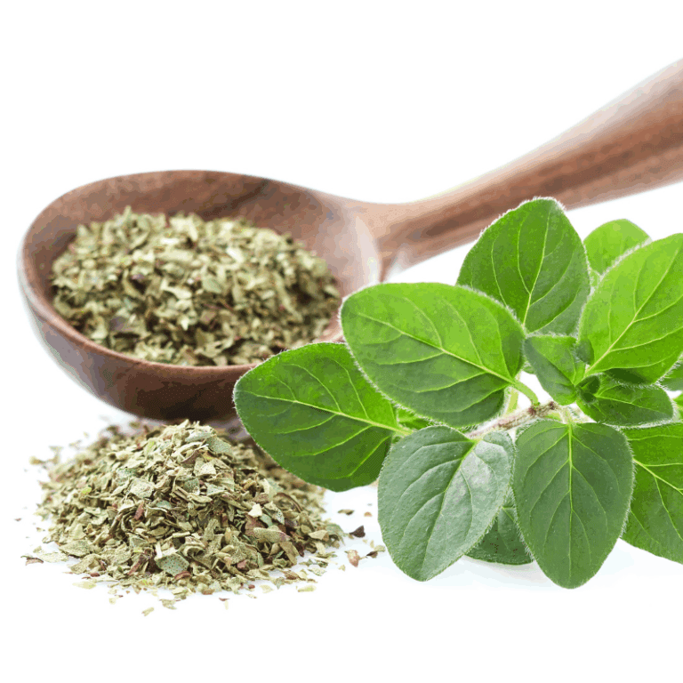 picture of oregano and oregano milled in a wooden sppon - oregano for candida