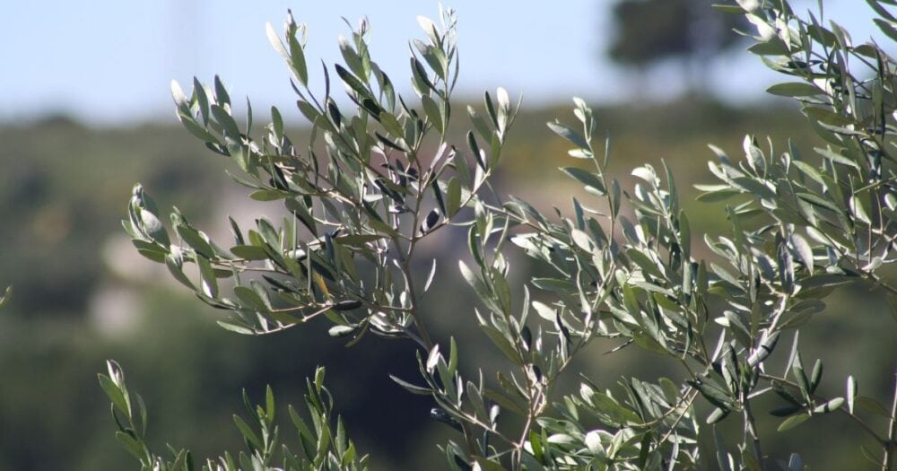 Olive leaf extract for candida support, showing fresh olive leaves on an olive tree with a blurred background.