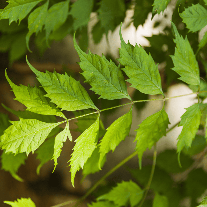 neem leaf close up to show that this leaf as an ingredient in candida cleanse is great for candida