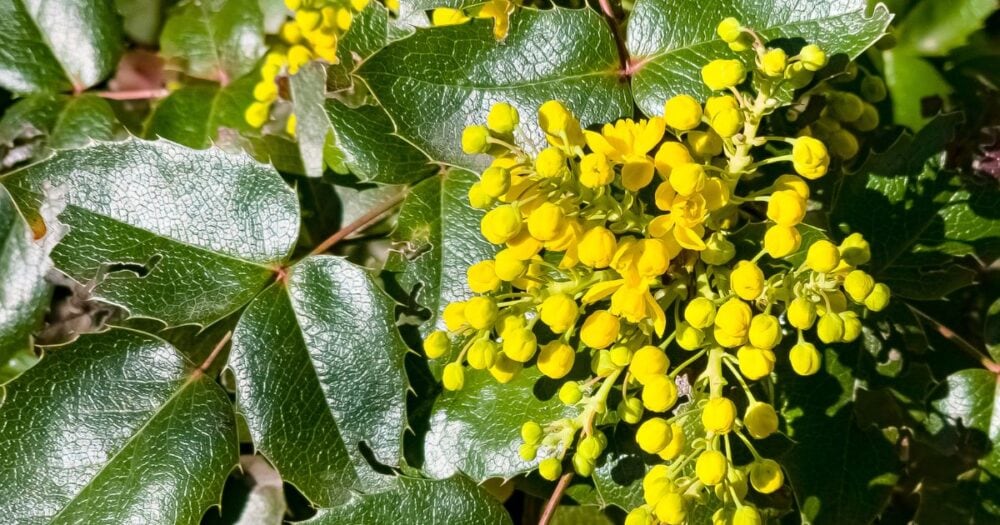 Oregon grape (Mahonia aquifolium) with glossy holly-like leaves and yellow flowers, a traditional botanical source of naturally occurring berberine.