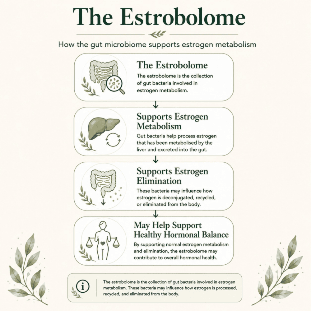 A diagram explaining the estrobolome, the collection of gut bacteria involved in estrogen metabolism, and how it may support estrogen metabolism, elimination, and overall hormonal health.