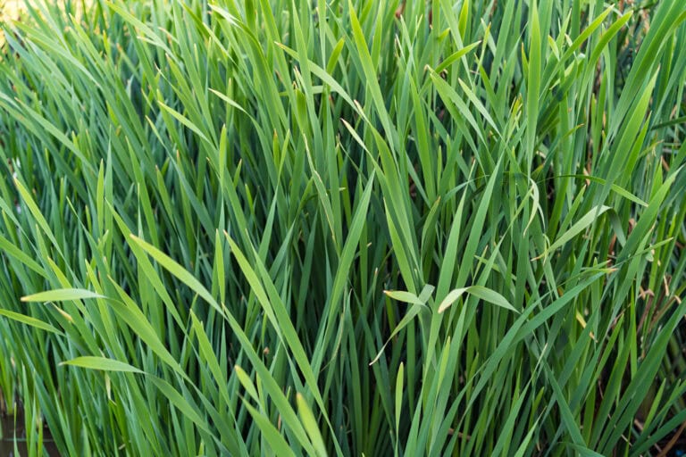 lemongrass growing in field which is a useful ingredient for candida overgrowth