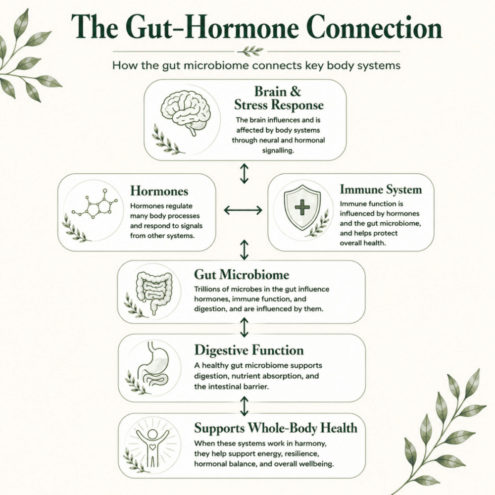 A diagram illustrating how the gut microbiome connects the brain and stress response, hormones, the immune system, digestive function, and overall health through interconnected body systems.