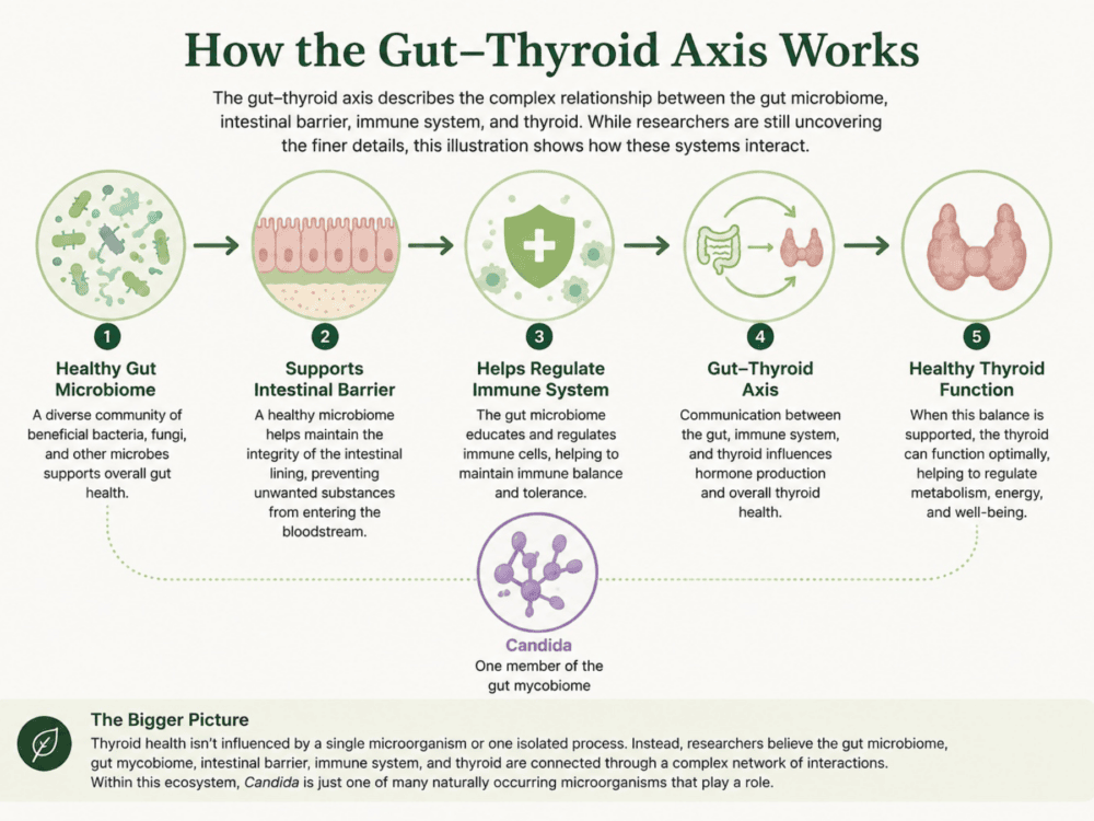 Infographic illustrating the gut–thyroid axis, showing how the gut microbiome, intestinal barrier, immune system, and thyroid interact, with Candida represented as one member of the gut mycobiome.
