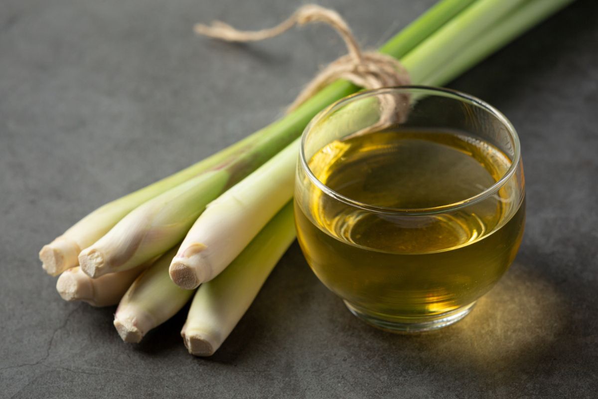 A bundle of fresh lemongrass stalks tied together next to a glass of lemongrass tea on a gray surface.